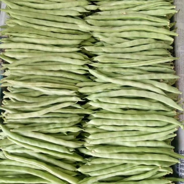 四季豆