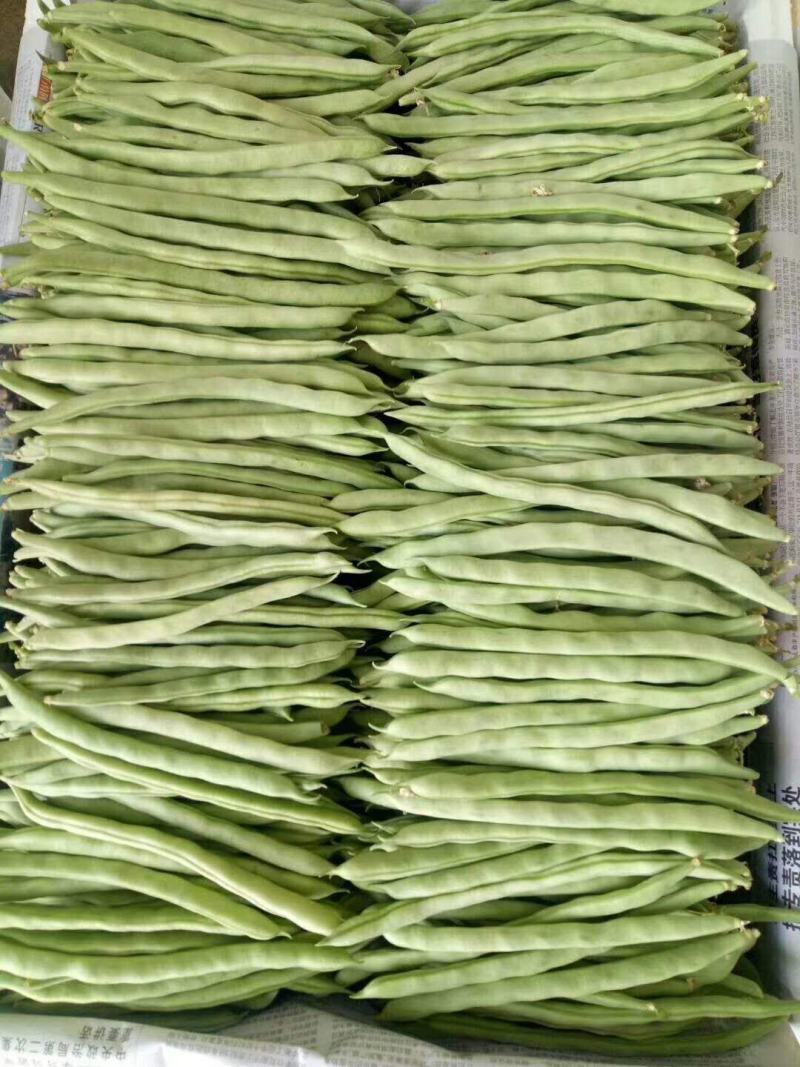 四季豆