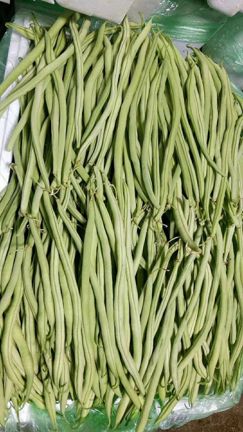 四季豆