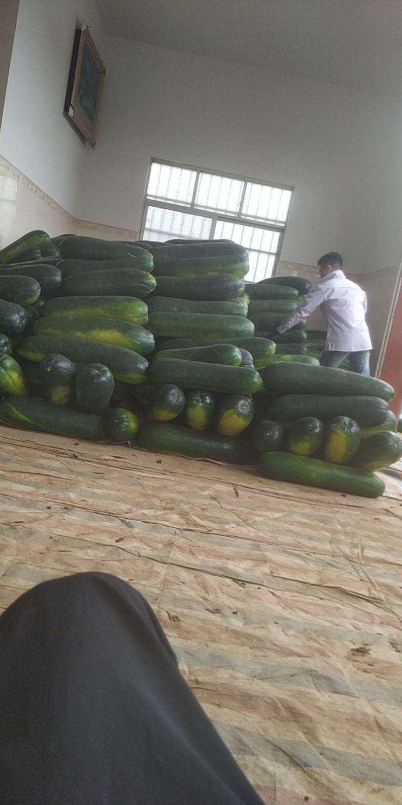 南宁市坛洛镇优质黑皮冬瓜大量供应