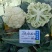 川岛松花90松花菜种子青梗小米粒有机菜花，洁白松大