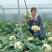 川岛松花90松花菜种子青梗小米粒有机菜花，洁白松大