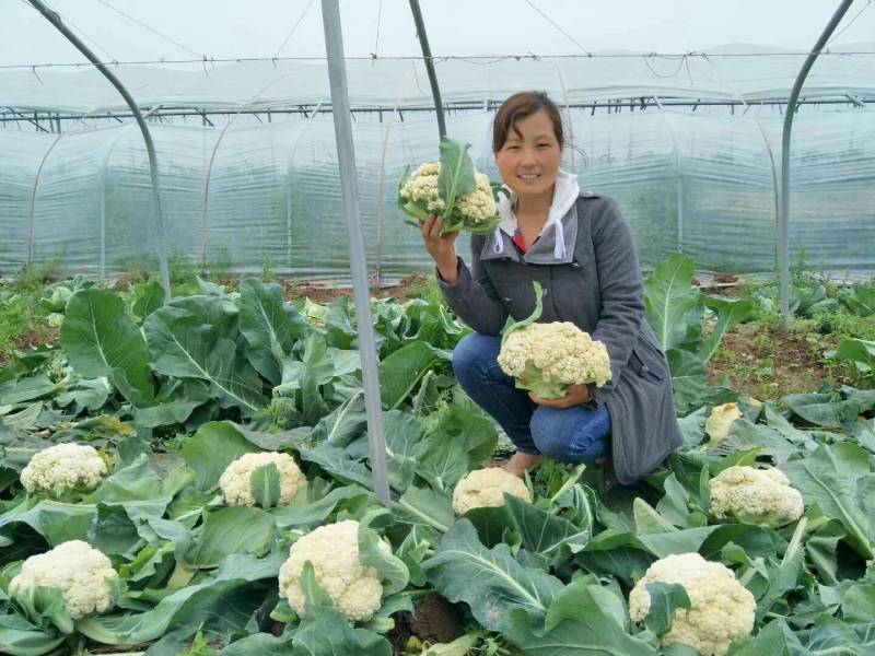 川岛松花90松花菜种子青梗小米粒有机菜花，洁白松大