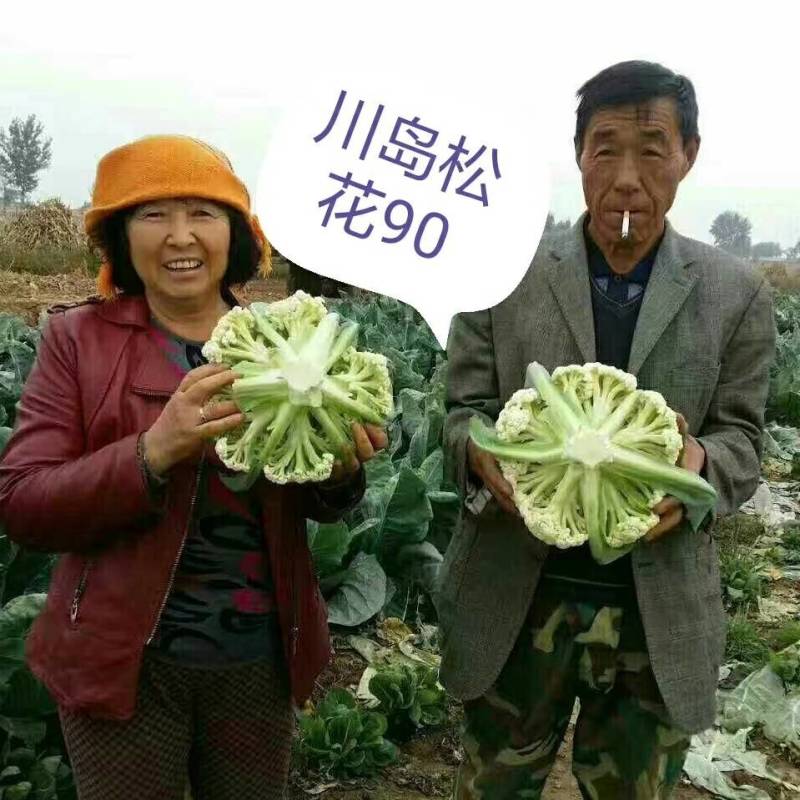 川岛松花90松花菜种子青梗小米粒有机菜花，洁白松大