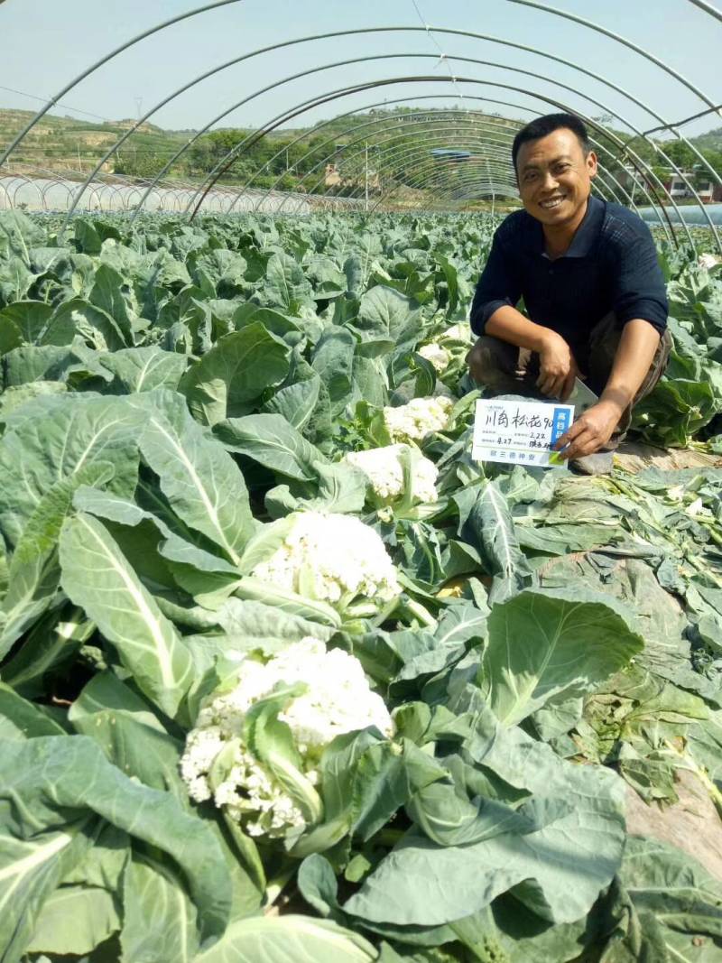 川岛松花90松花菜种子青梗小米粒有机菜花，洁白松大