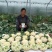 川岛松花90松花菜种子青梗小米粒有机菜花，洁白松大