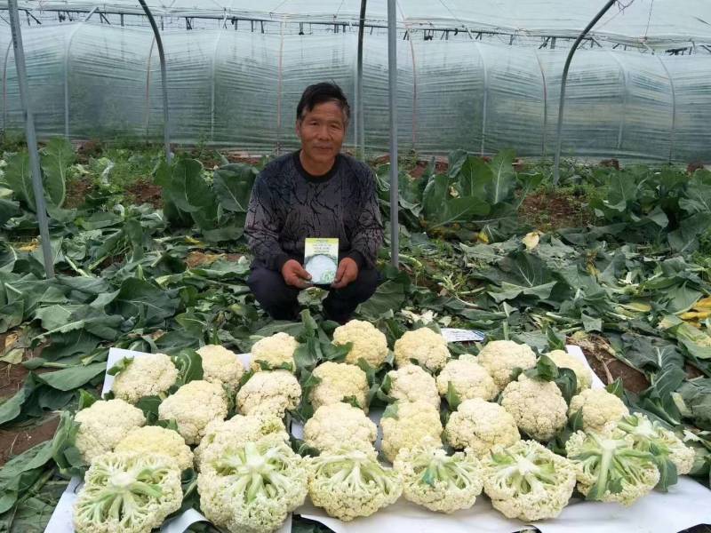 川岛松花90松花菜种子青梗小米粒有机菜花，洁白松大