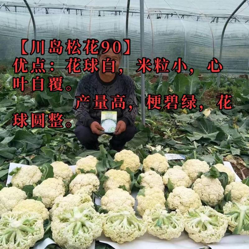 川岛松花90松花菜种子青梗小米粒有机菜花，洁白松大