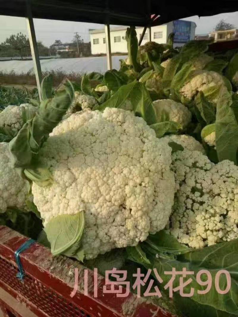 川岛松花90松花菜种子青梗小米粒有机菜花，洁白松大