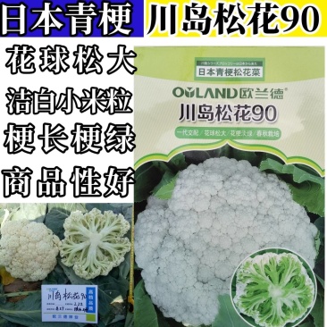 川岛松花90松花菜种子青梗小米粒有机菜花，洁白松大