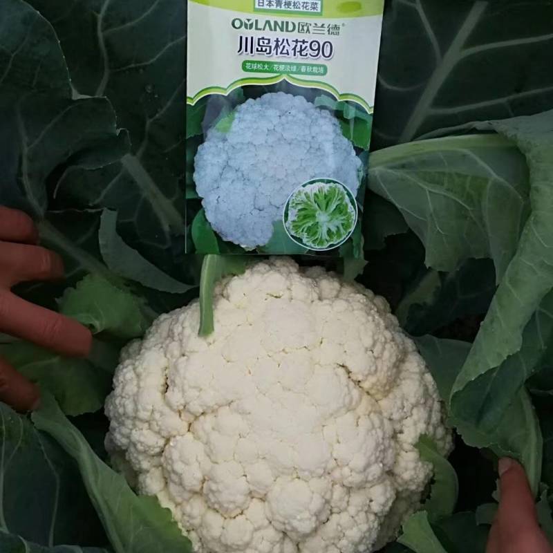 川岛松花90松花菜种子青梗小米粒有机菜花，洁白松大