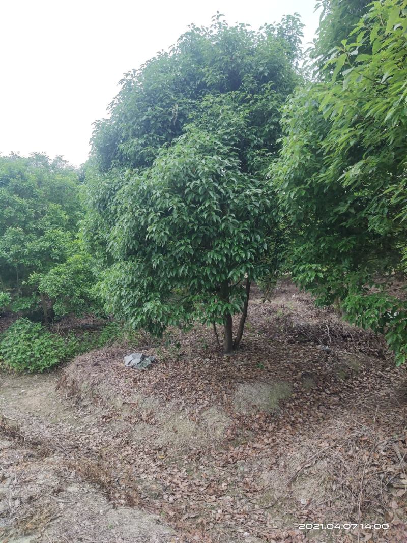 丛生香樟