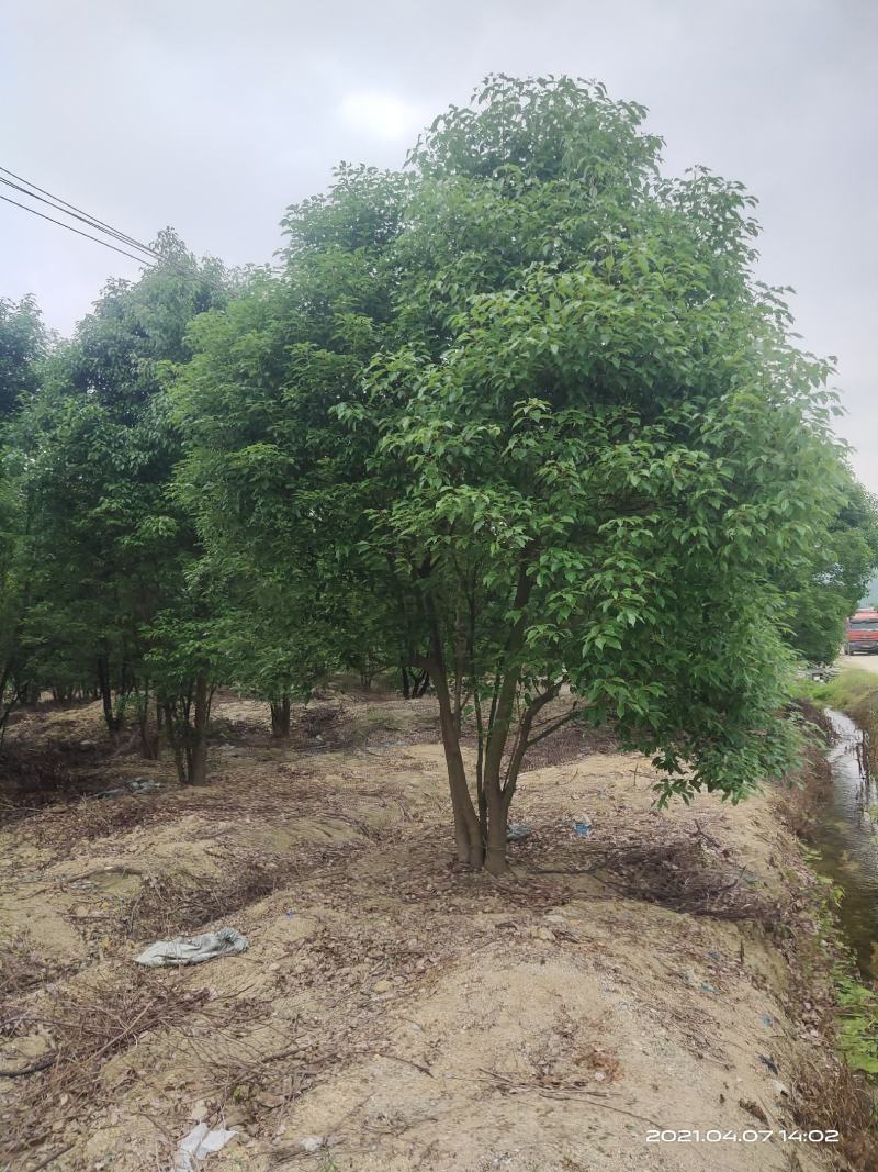 丛生香樟