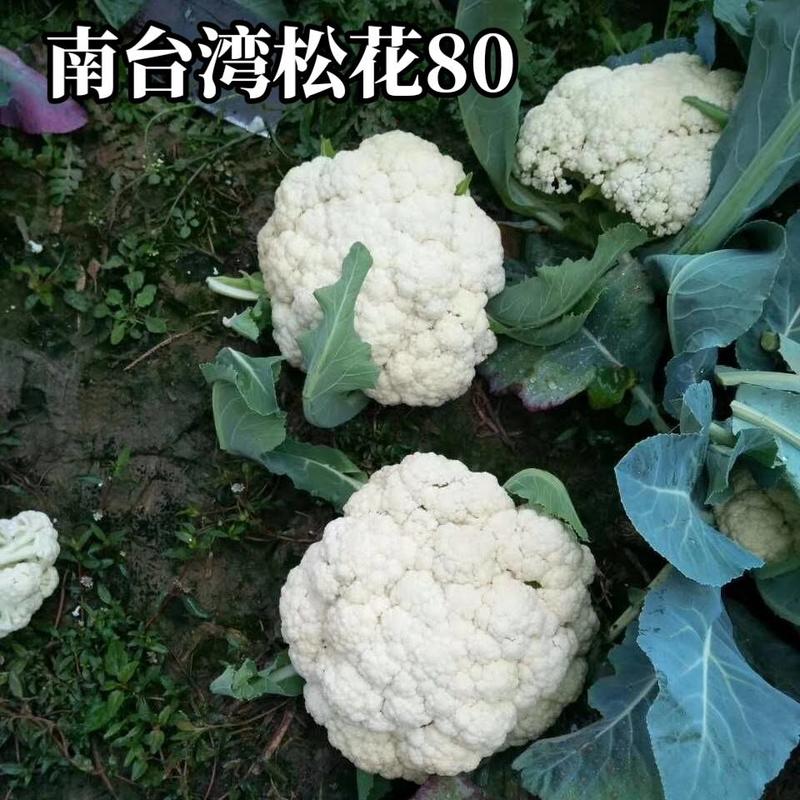 南台湾松花80松花菜种子，欧兰德青梗小米粒80天有机菜花