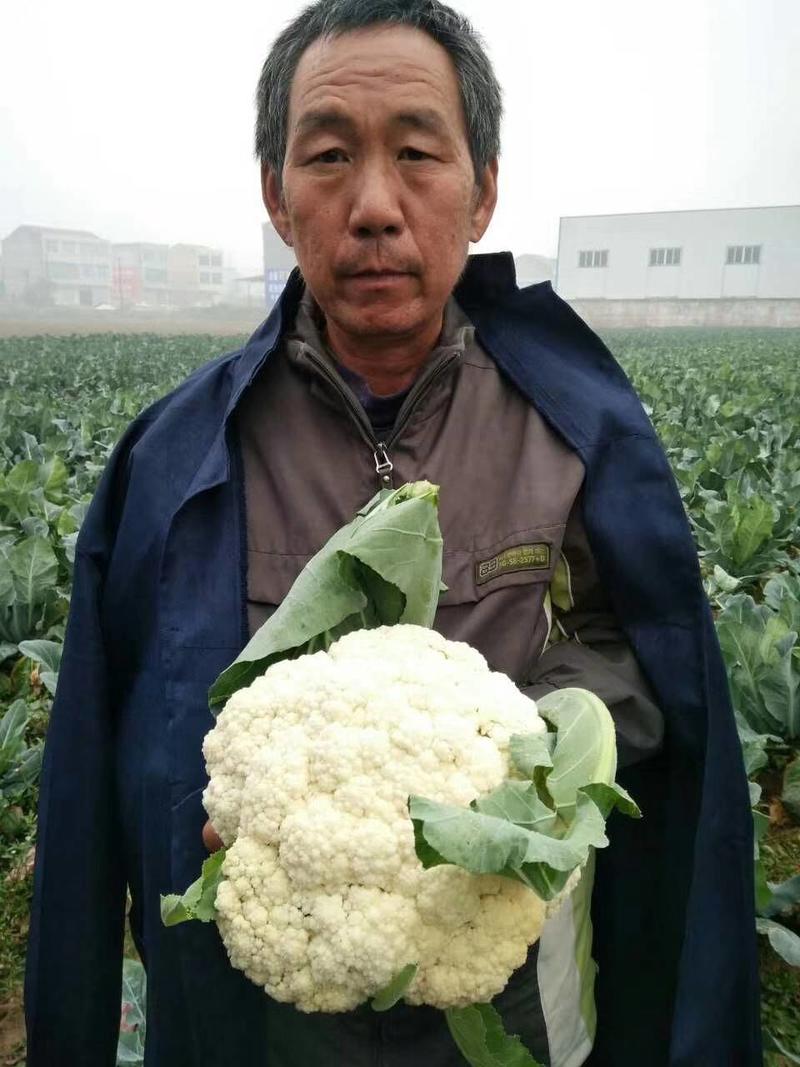 南台湾松花80松花菜种子，欧兰德青梗小米粒80天有机菜花
