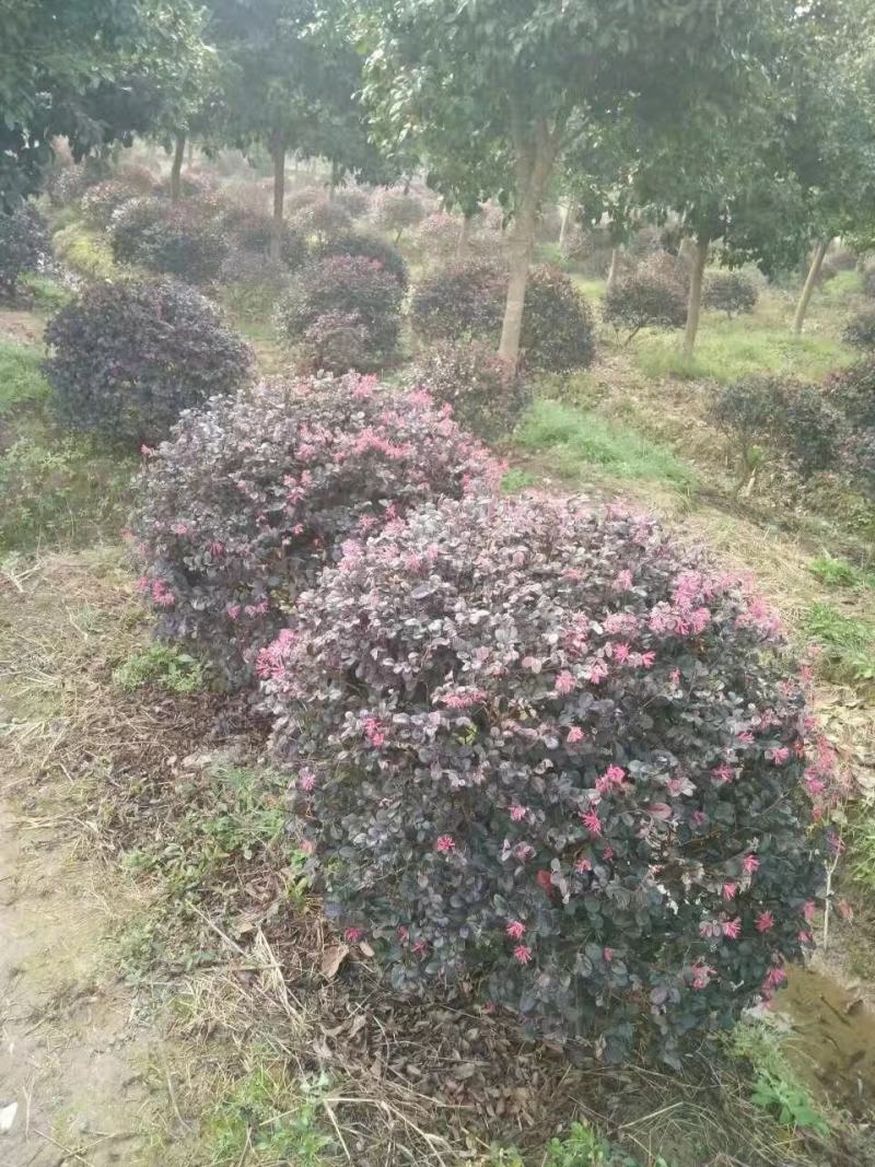 江苏精选红花继木球，红花继木大（小）杯苗产地批发