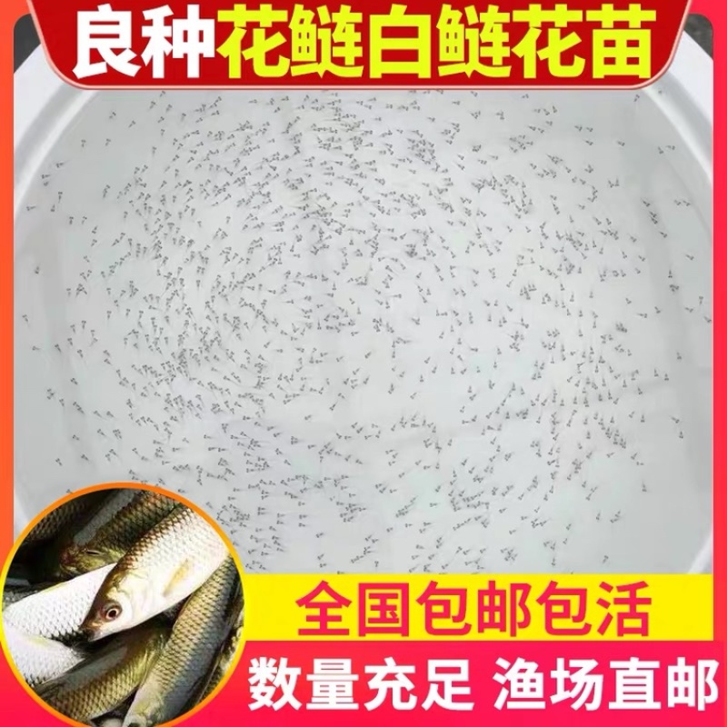 草鱼苗水花鲤鱼苗水花鲮鱼苗水花鲫鱼苗水花花鲢鱼水花