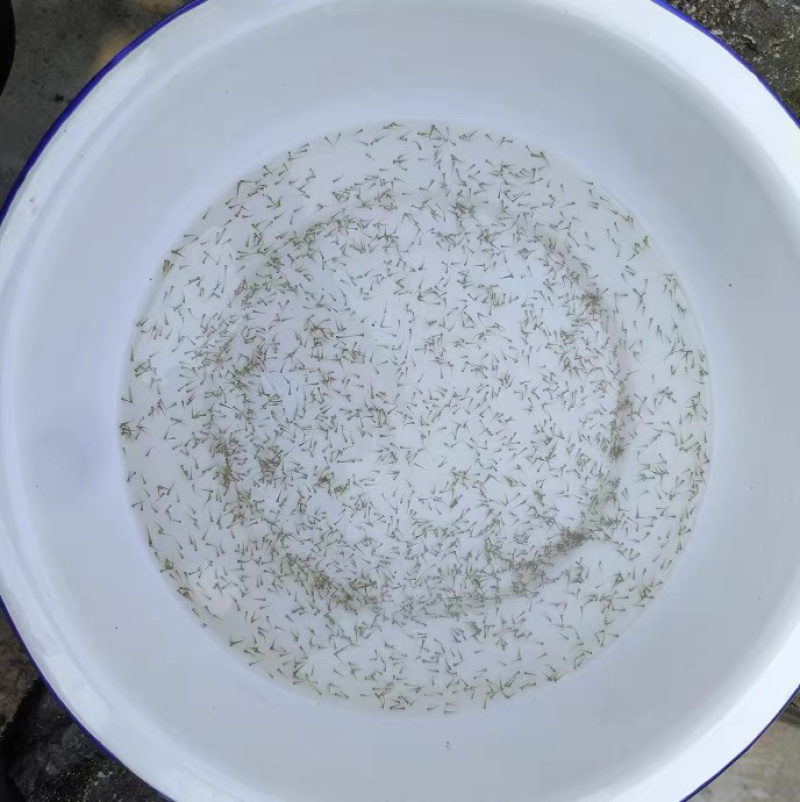 草鱼苗水花鲤鱼苗水花鲮鱼苗水花鲫鱼苗水花花鲢鱼水花