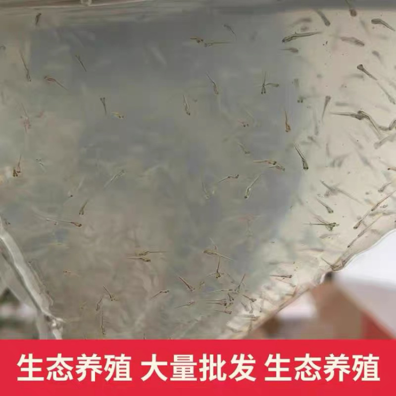 草鱼苗水花鲤鱼苗水花鲮鱼苗水花鲫鱼苗水花花鲢鱼水花