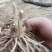 芦笋苗带芽芦笋种子蔬菜苗四季种植种苗阳台盆栽绿植家庭蔬菜