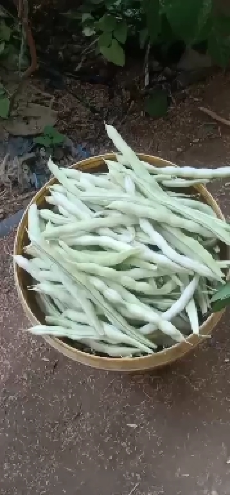 精品芸豆大量供应超市。赶大集小贩。批发市场