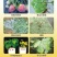 正业农药杀菌剂白粉病硫磺白光寡糖素黄瓜甜瓜叶斑病园艺