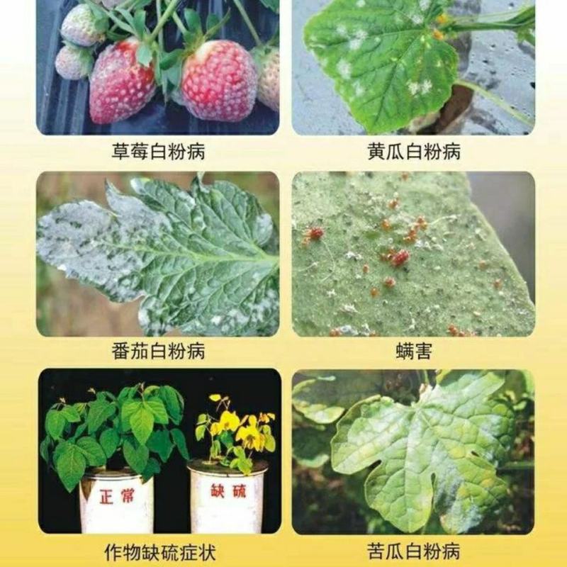 正业农药杀菌剂白粉病硫磺白光寡糖素黄瓜甜瓜叶斑病园艺