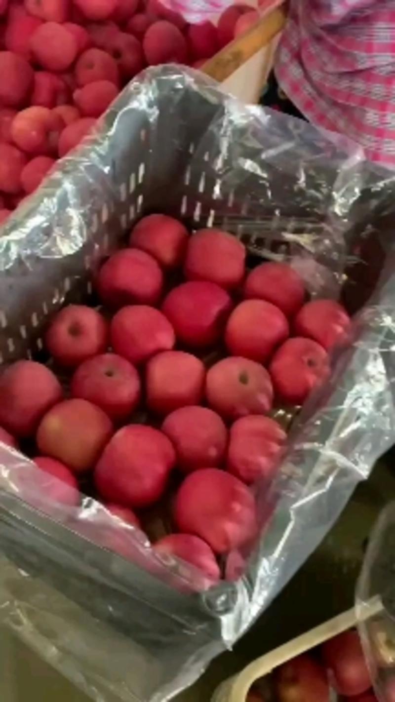 辽南地区广宇果业大量供应精品75以上富士甜苹果