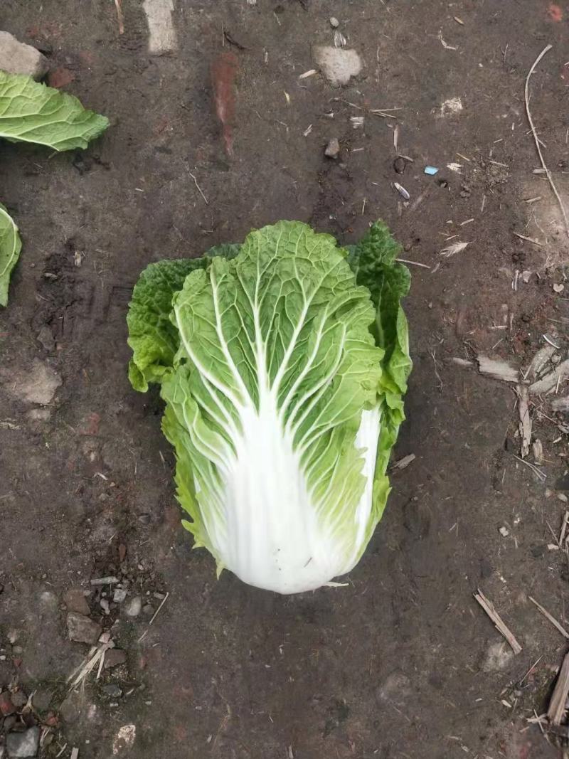 白菜大白菜