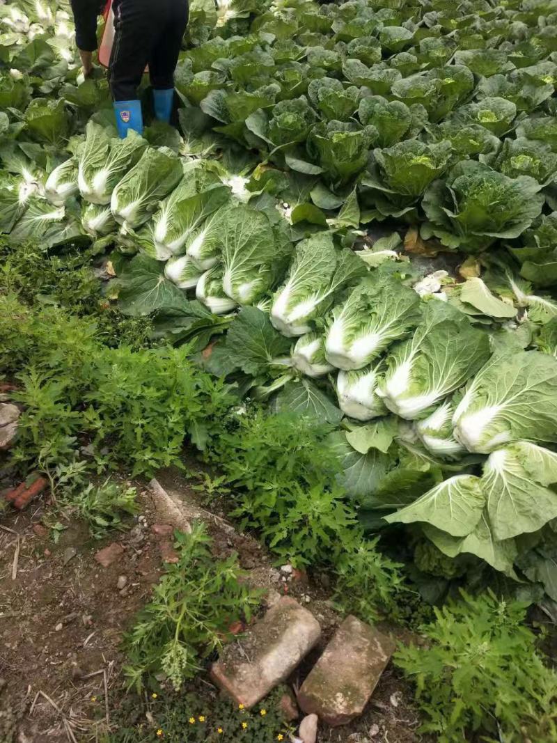 白菜大白菜
