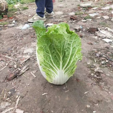白菜大白菜