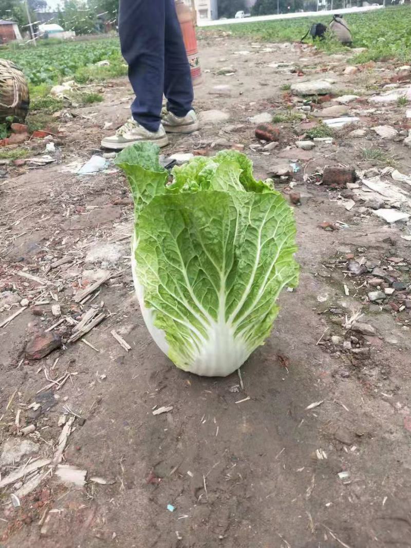白菜大白菜
