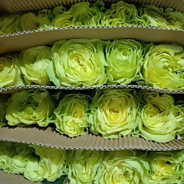 彩玫，玫瑰鲜切，量大从优，一手货源，优质鲜花
