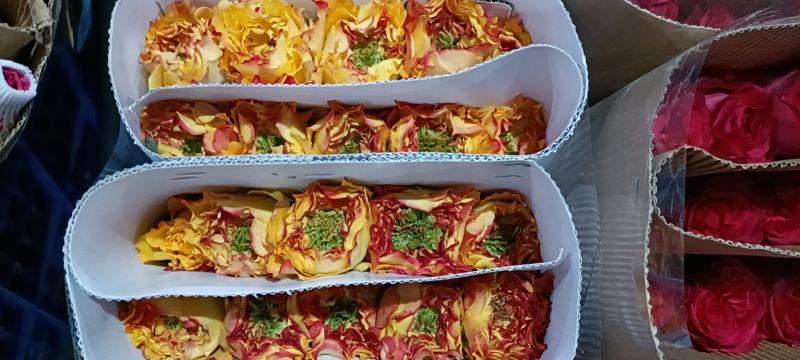 彩玫，玫瑰鲜切，量大从优，一手货源，优质鲜花