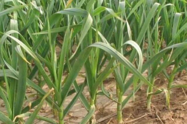 白菜地人工除草与地膜覆盖对比图