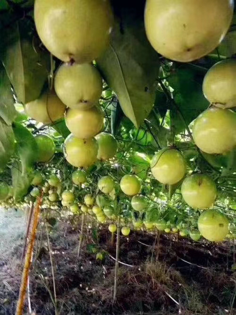钦蜜9号黄金百香果芭乐味蜂蜜百香果新鲜热带水果产地直销