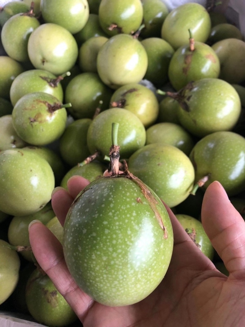 钦蜜9号黄金百香果芭乐味蜂蜜百香果新鲜热带水果产地直销