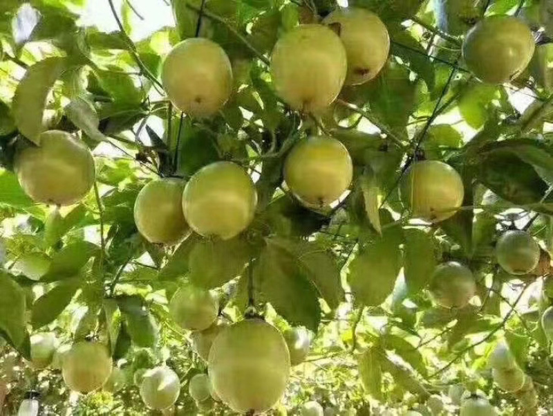 钦蜜9号黄金百香果芭乐味蜂蜜百香果新鲜热带水果产地直销