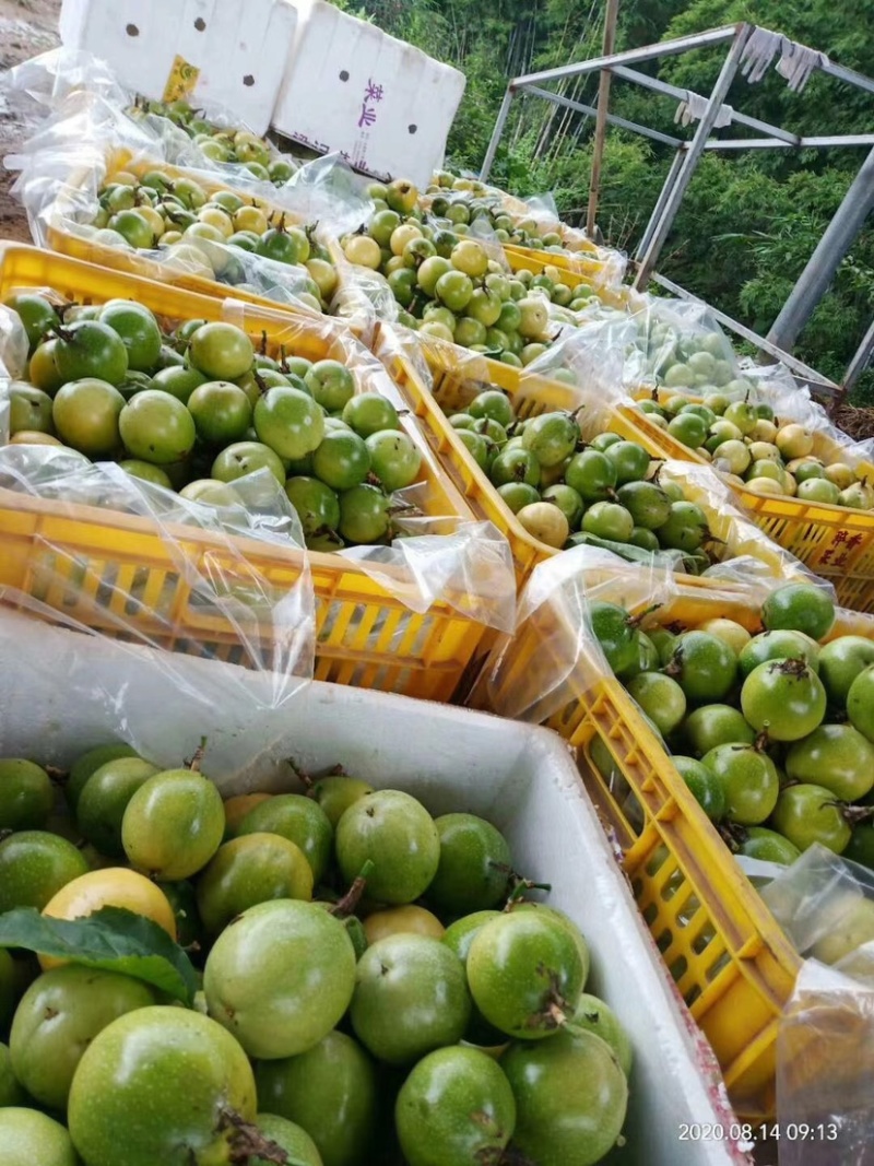 钦蜜9号黄金百香果芭乐味蜂蜜百香果新鲜热带水果产地直销