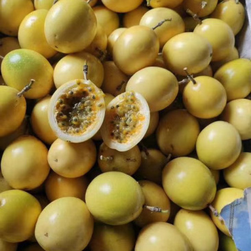钦蜜9号黄金百香果芭乐味蜂蜜百香果新鲜热带水果产地直销