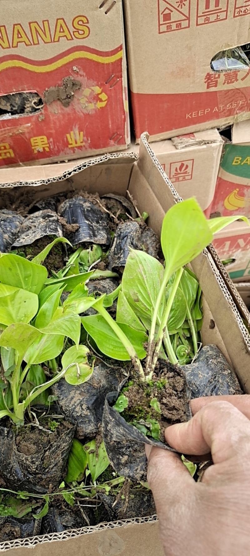 山东玉簪基地白花玉簪紫花玉簪花叶玉簪金边玉簪