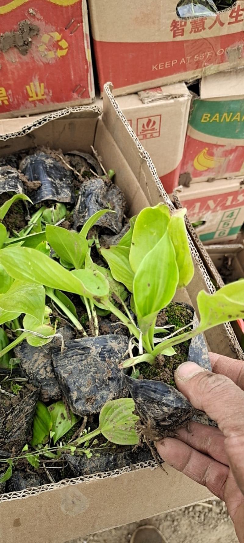 山东玉簪基地白花玉簪紫花玉簪花叶玉簪金边玉簪