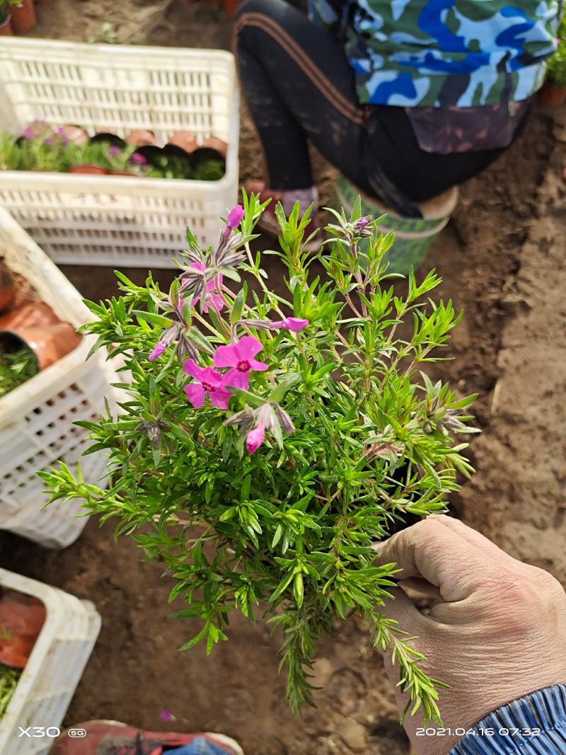 山东玉簪基地白花玉簪紫花玉簪花叶玉簪金边玉簪