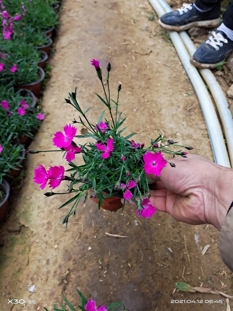 山东玉簪基地白花玉簪紫花玉簪花叶玉簪金边玉簪
