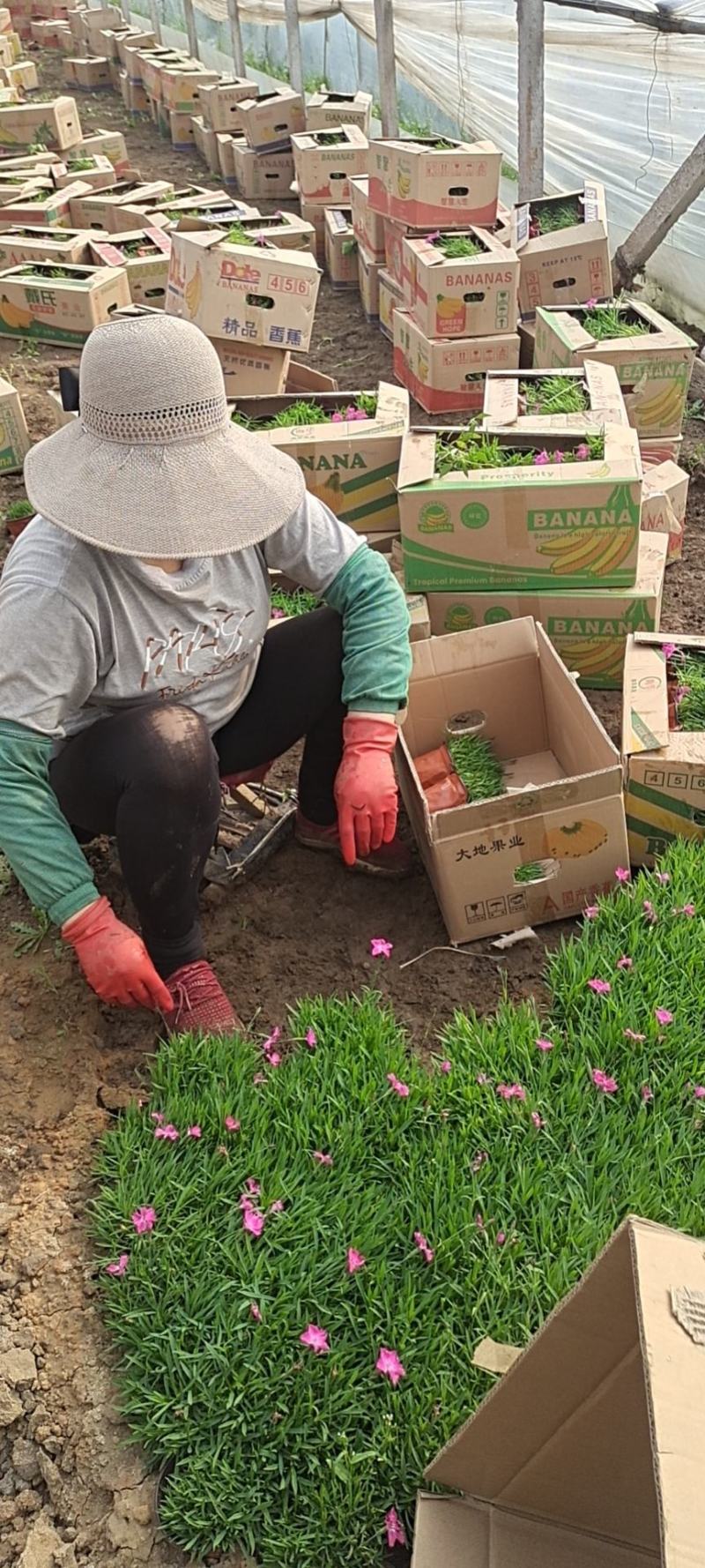 山东玉簪基地白花玉簪紫花玉簪花叶玉簪金边玉簪