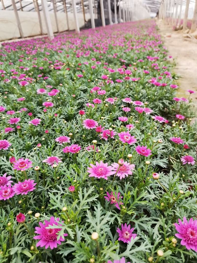 山东玉簪基地白花玉簪紫花玉簪花叶玉簪金边玉簪