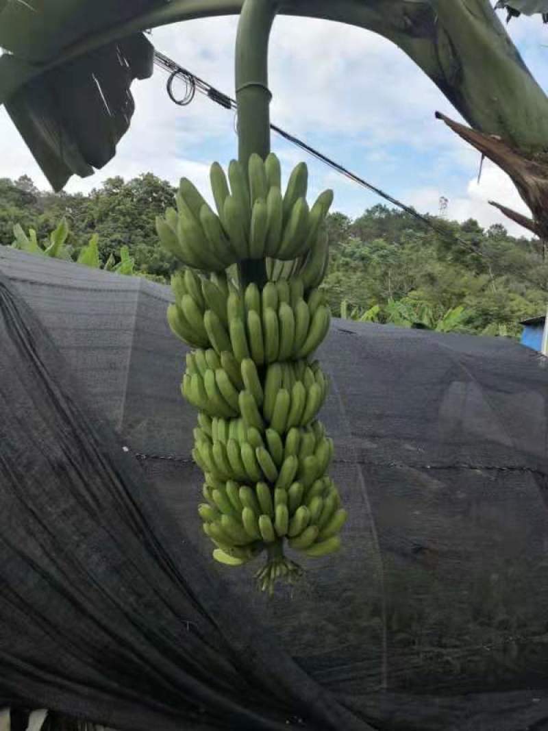 带土包邮果树苗威廉斯B6香蕉苗粉蕉苗红香蕉西贡蕉皇