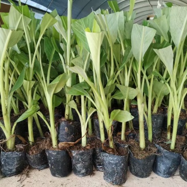 带土包邮果树苗威廉斯B6香蕉苗粉蕉苗红香蕉西贡蕉皇