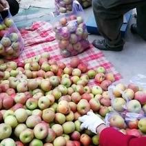 青龙大山上长的国光苹果酸甜可口正在热售中。