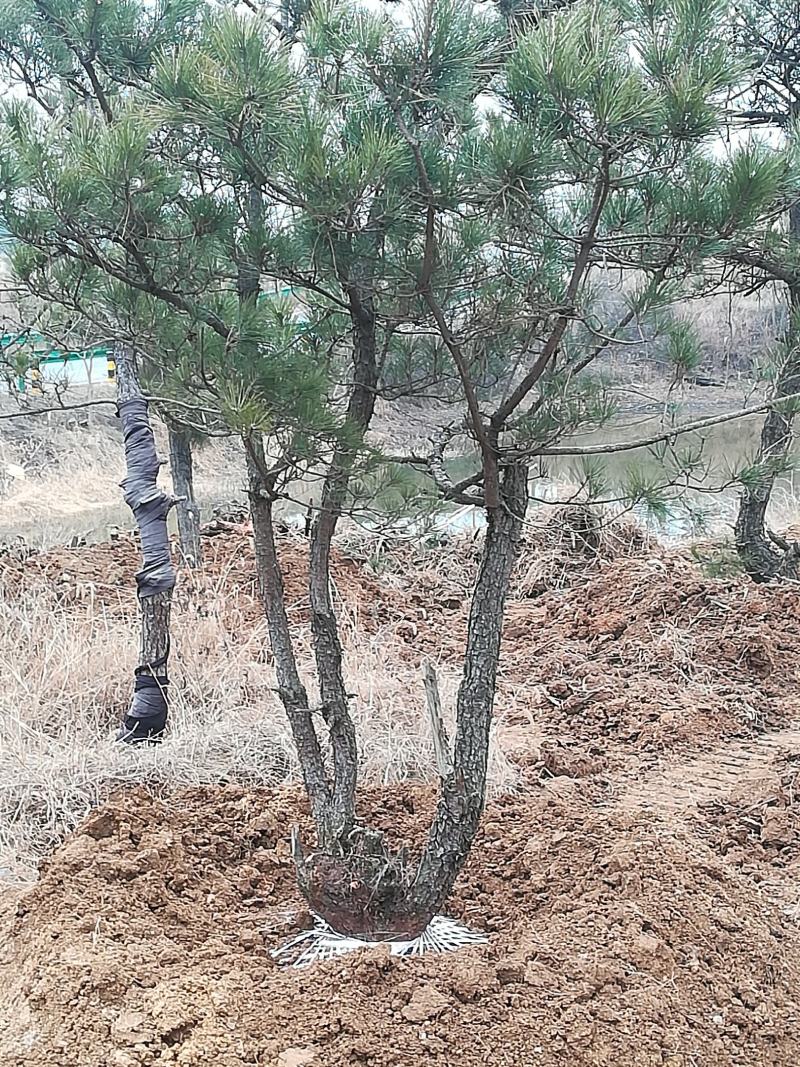 自家种植的黑松小盆景